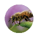 tecopedia