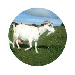 tecopedia