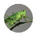 tecopedia