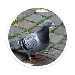 tecopedia