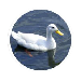 tecopedia