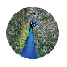 tecopedia