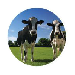 tecopedia