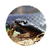 tecopedia